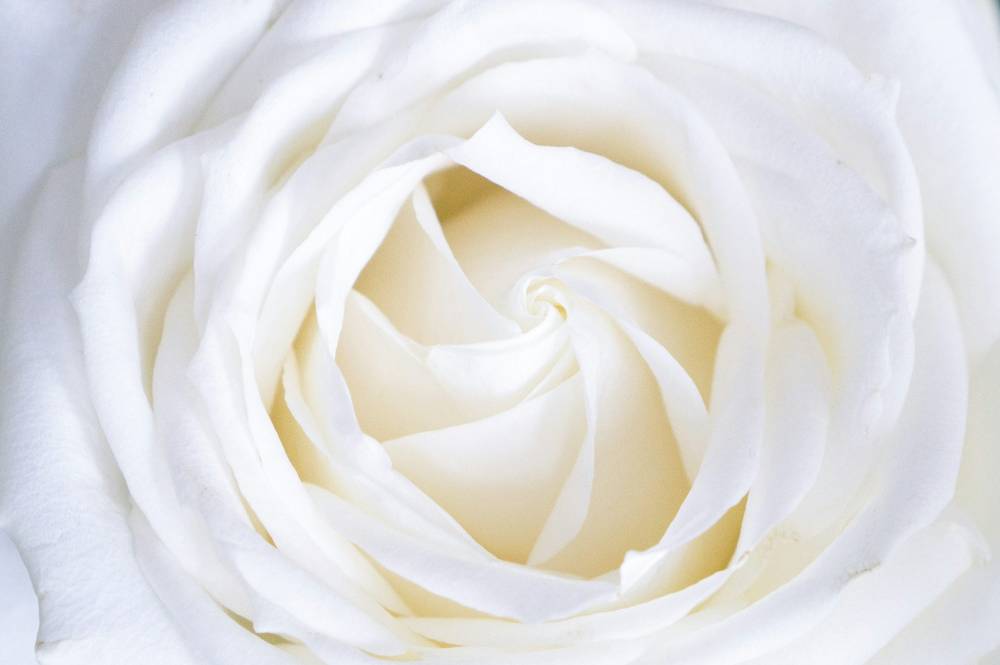 Kæmpe rabatter på blomsterverden – Du vil ikke tro det!